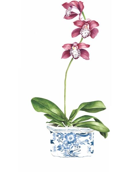 Burgundy orchid in blue and white pot