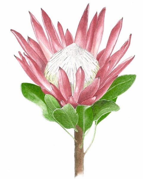 Queen protea - Watercolour painting