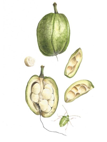 Malabar - Watercolour painting